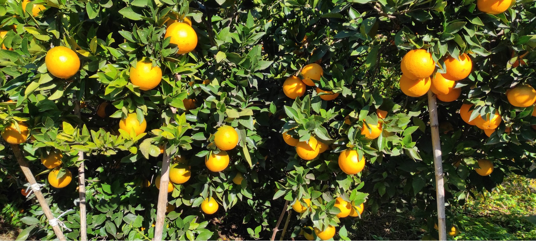 Orangen frisch nach Hause - Orangen aus València